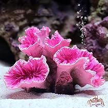 Amazon.co.jp: Luottus 珊瑚 人工サンゴ 水槽 コーラル オブジェ